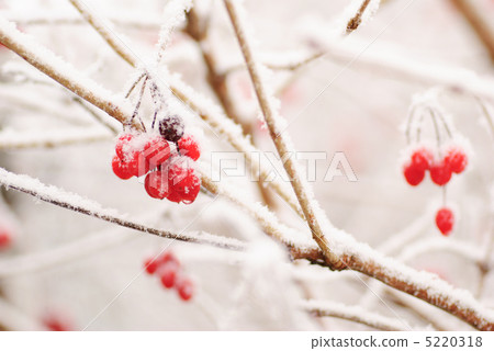 Red rawanberry in winter Red rawanberry in winter 5220318