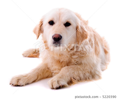 Golden retriever puppy isolated 5220390