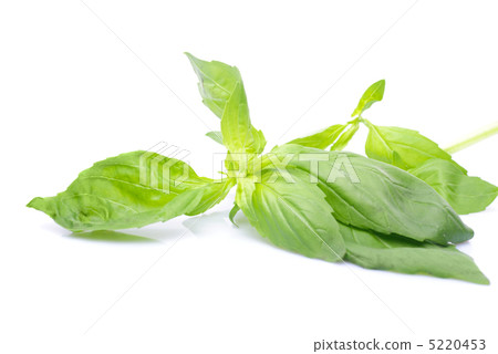 Basil isolated Basil isolated 5220453