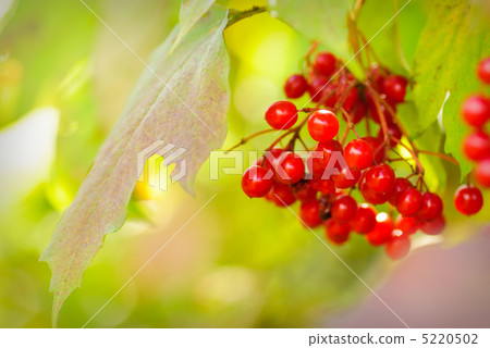 Arrowwood outdoor Arrowwood outdoor 5220502