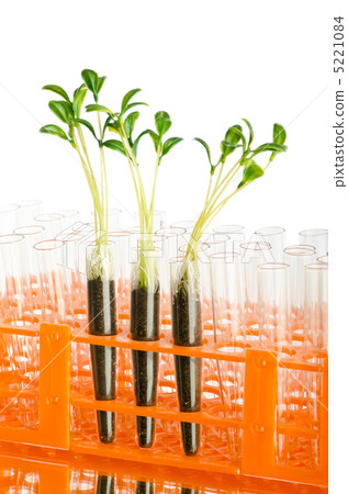 Lab experiment with green leaves 5221084