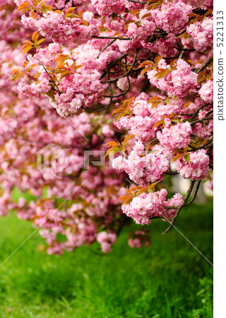 Sakura blooming 5221313