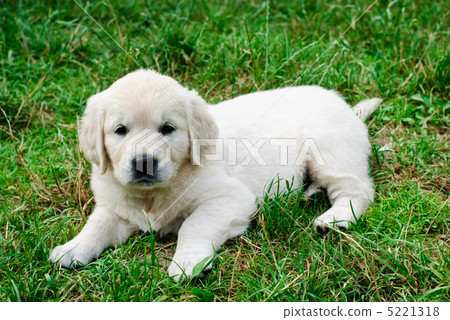 Golden retriever 5221318
