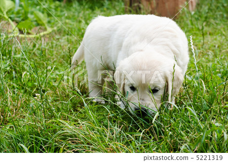 Golden retriever Golden retriever 5221319