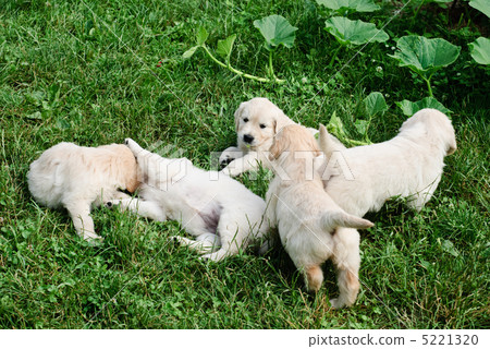 Playful puppies Playful puppies 5221320
