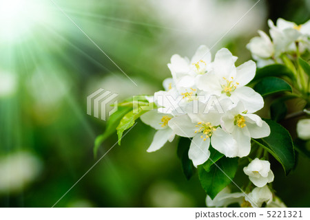 quince tree blossom macro quince tree blossom macro 5221321