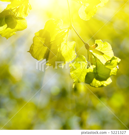 Bokeh background in spring Bokeh background in spring 5221327