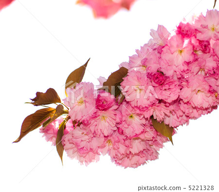 Sakura blooming Sakura blooming 5221328