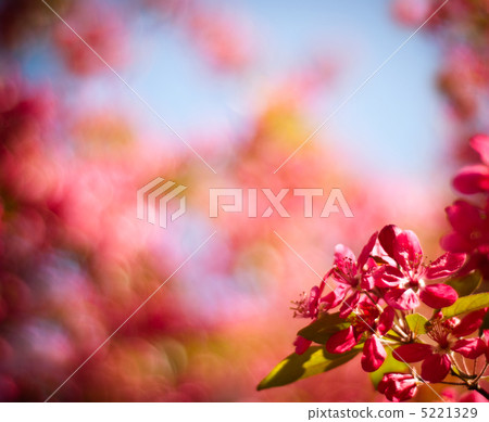 Bokeh background in spring Bokeh background in spring 5221329