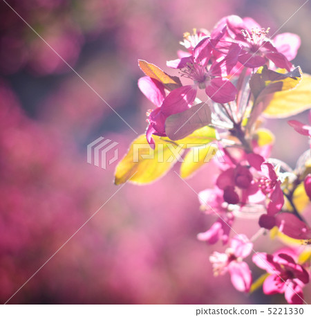 Apple blossom macro Apple blossom macro 5221330