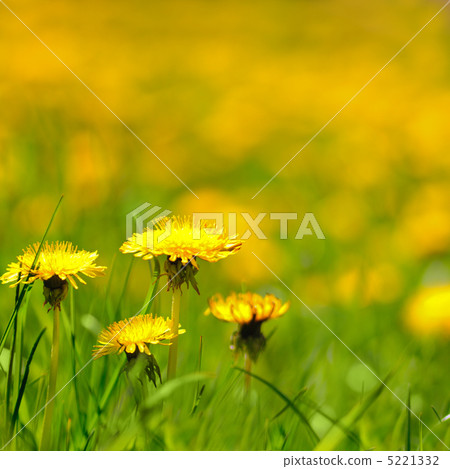 Dandelion field Dandelion field 5221332