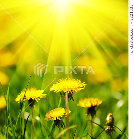 Dandelion field Dandelion field 5221333