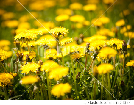 Dandelion field Dandelion field 5221334