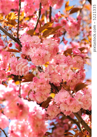 Sakura blooming 5221335