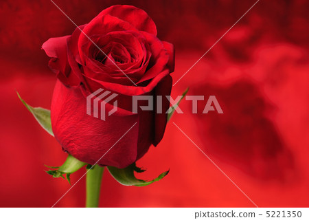 Red rose Red rose 5221350