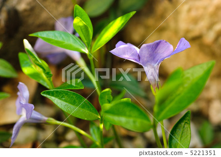 periwinkle in rockery periwinkle in rockery 5221351