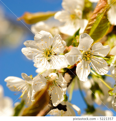 cherry blossom on tree cherry blossom on tree 5221357