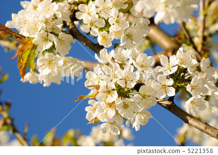 cherry blossom on tree cherry blossom on tree 5221358