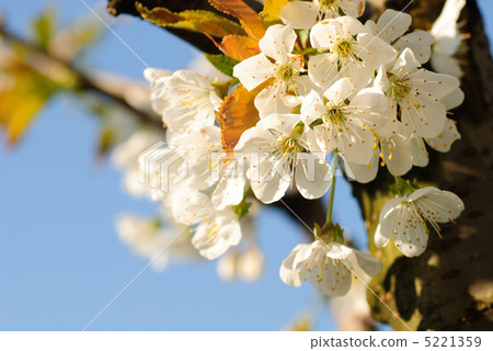 cherry blossom on tree cherry blossom on tree 5221359