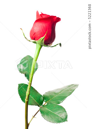 Red rose Red rose 5221368
