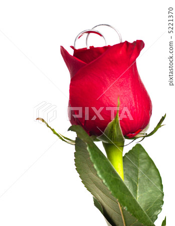 Red rose with silver rings Red rose with silver rings 5221370