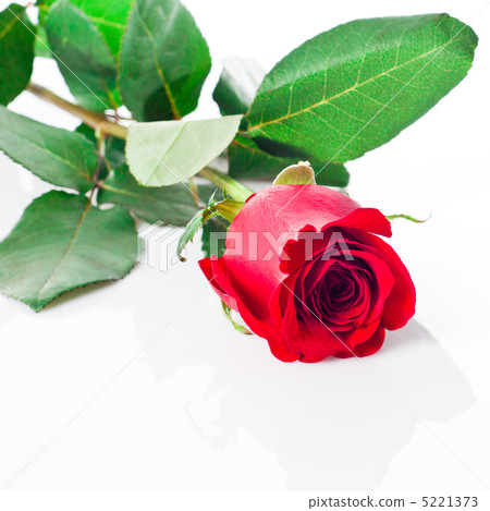 Red rose Red rose 5221373