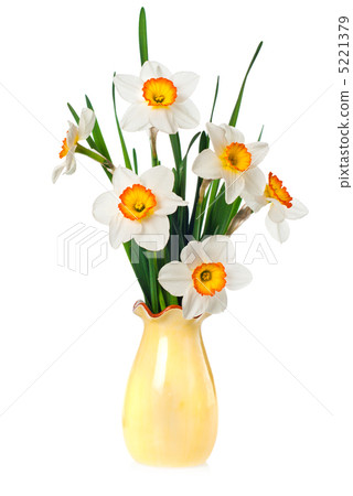 narcissuses narcissuses 5221379