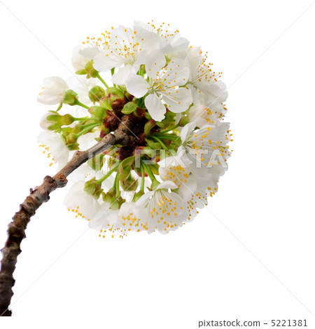 cherry blossom isolated cherry blossom isolated 5221381