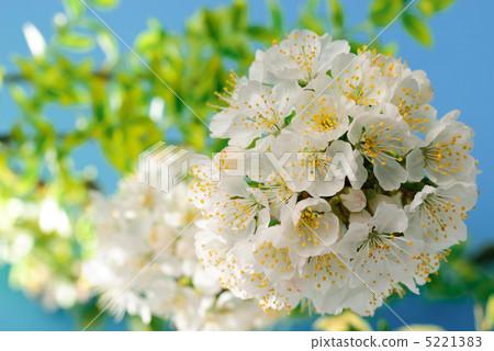 cherry blossom cherry blossom 5221383