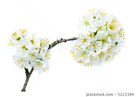 cherry blossom isolated cherry blossom isolated 5221384