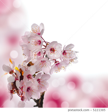 Apple blossom macro Apple blossom macro 5221385