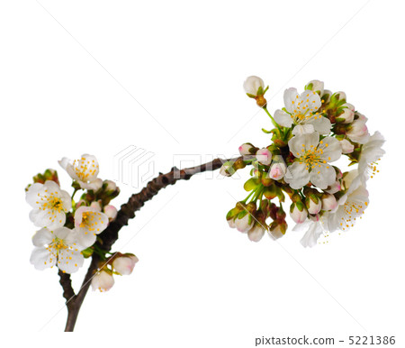 cherry blossom isolated cherry blossom isolated 5221386