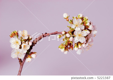 cherry blossom isolated cherry blossom isolated 5221387