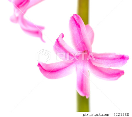 hyacinth hyacinth 5221388