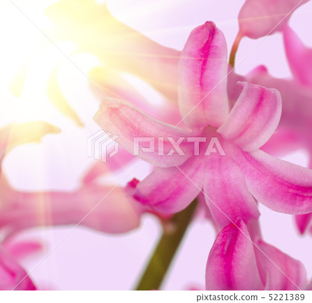 hyacinth hyacinth 5221389