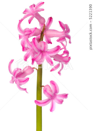 hyacinth hyacinth 5221390