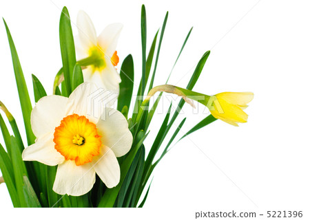 narcissuses narcissuses 5221396