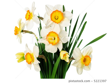 narcissuses narcissuses 5221397