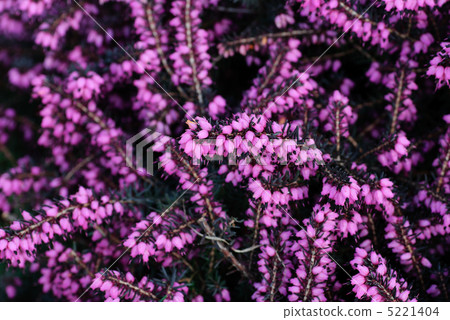 heather flowers heather flowers 5221404
