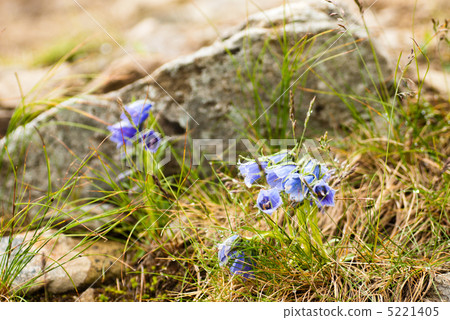 Carpathians bells Carpathians bells 5221405