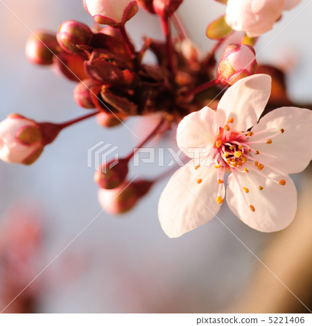 Asian plum blossom macro Asian plum blossom macro 5221406