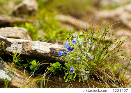 Carpathians bells Carpathians bells 5221407