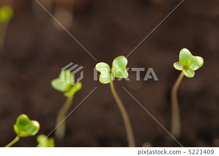 Seedlings close up Seedlings close up 5221409