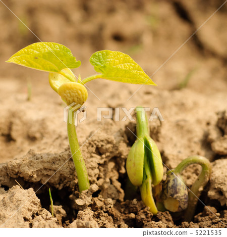 New life New life 5221535