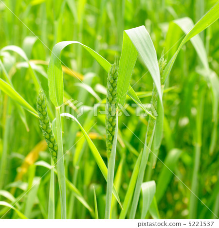 Green wheat background 5221537