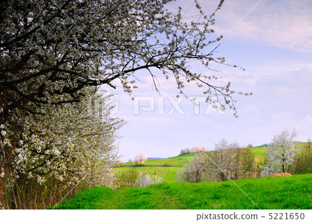 Blooming cherry tree Blooming cherry tree 5221650