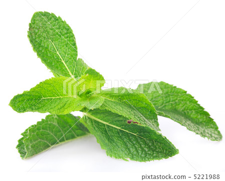 Mint twig 5221988