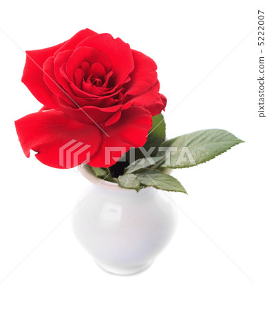 One red rose One red rose 5222007