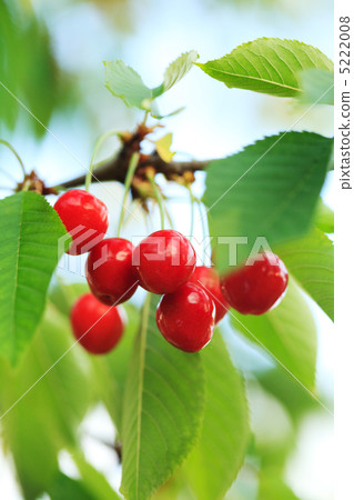 Cherry orchard Cherry orchard 5222008