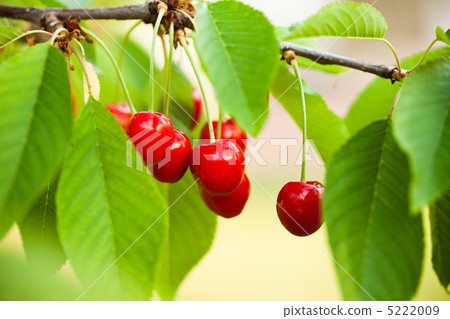 Cherry fruits Cherry fruits 5222009